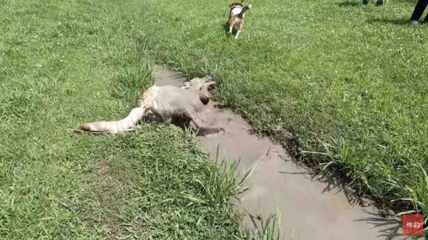 さっきまでの姿はどこに 泥遊びを堪能したゴールデンが別の生き物になってた 動画 22年4月30日 エキサイトニュース