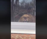 「どしたのゴルちゃん…！飼い主を窓辺で待つゴールデンが健気すぎてこんな顔に【動画】」の画像1