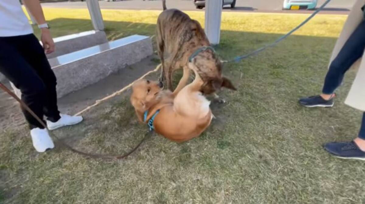 ｺﾞﾛﾝｯ 自分の倍以上ある大型犬に出会ったゴールデン まるで子犬のように戯れる姿にほっこり 動画 22年5月28日 エキサイトニュース