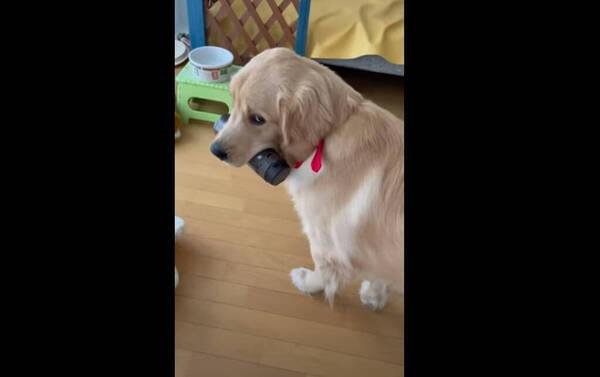 ママに撫でられてうっとりしつつも ちゃっかりガムも堪能中の欲張りゴールデンが可愛い 動画 22年2月12日 エキサイトニュース