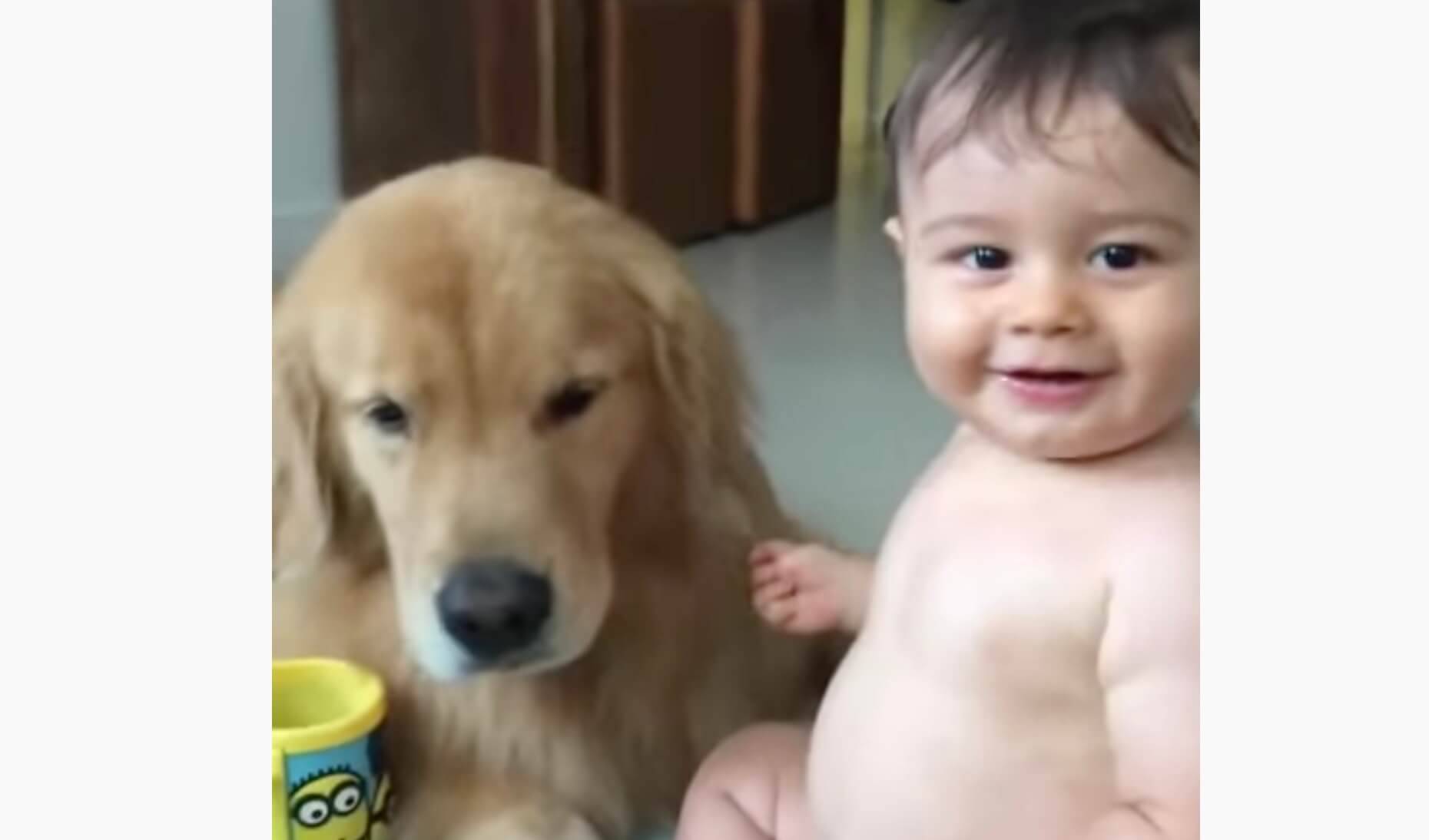 赤ちゃんが好きすぎてペロペロしまくりなゴールデン 可愛い同士のじゃれ合いが超癒し 動画 22年11月2日 エキサイトニュース 赤ちゃんが好きすぎてペロペロしまくりなゴールデン 可愛い同士のじゃれ合いが超癒し 動画 22年11月2日 エキサイトニュース