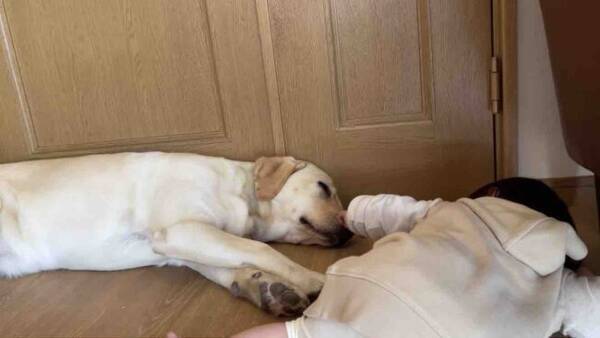 そ っ お昼寝中のラブラドールの鼻に触れてみた赤ちゃん イタズラが可愛くてほっこりした 動画 22年5月26日 エキサイトニュース