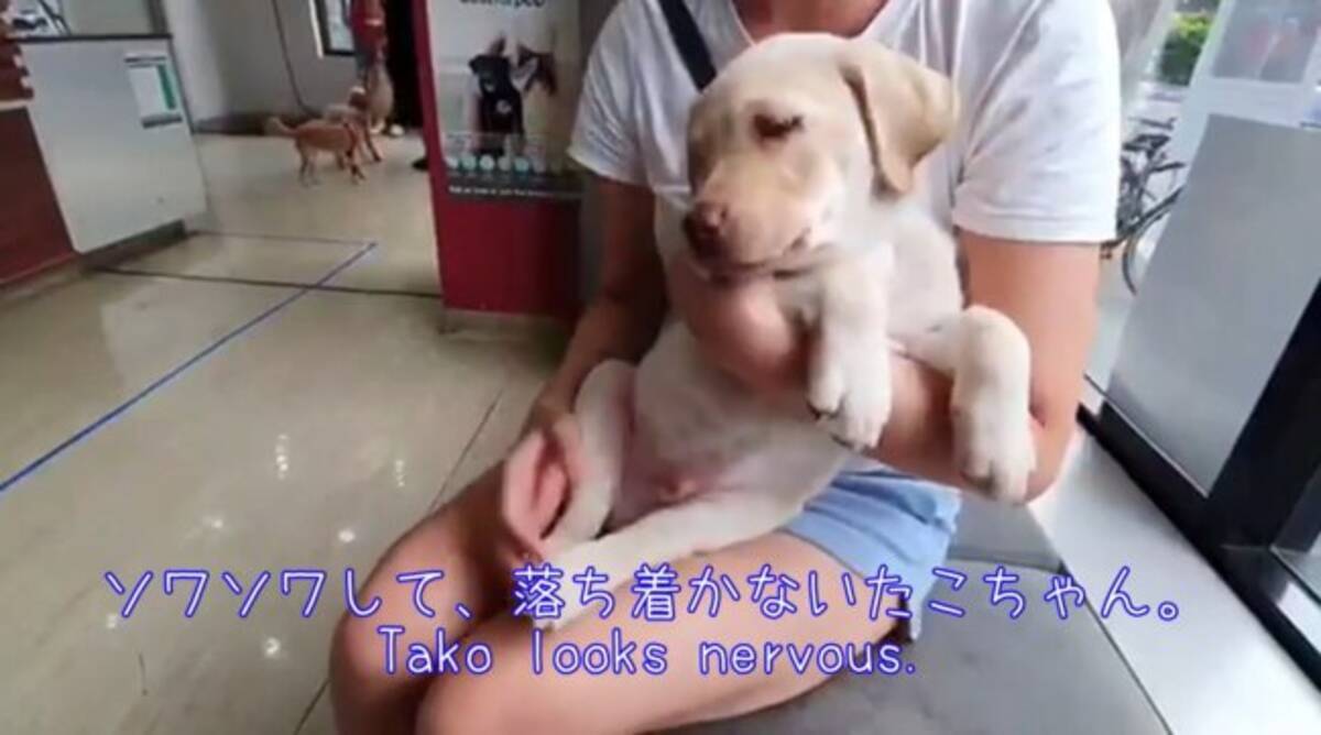 病院にやってきたラブパピー 好奇心が勝って注射されたことに気付かないとか天然すぎ 動画 22年2月18日 エキサイトニュース