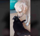 しつこいニャ ﾊﾞｼｯ 猫パンチをされても構ってアピを続けるラブラドールが健気 犬動画 22年9月11日 エキサイトニュース