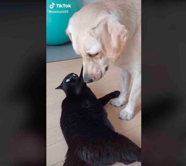 しつこいニャ ﾊﾞｼｯ 猫パンチをされても構ってアピを続けるラブラドールが健気 犬動画 22年9月11日 エキサイトニュース