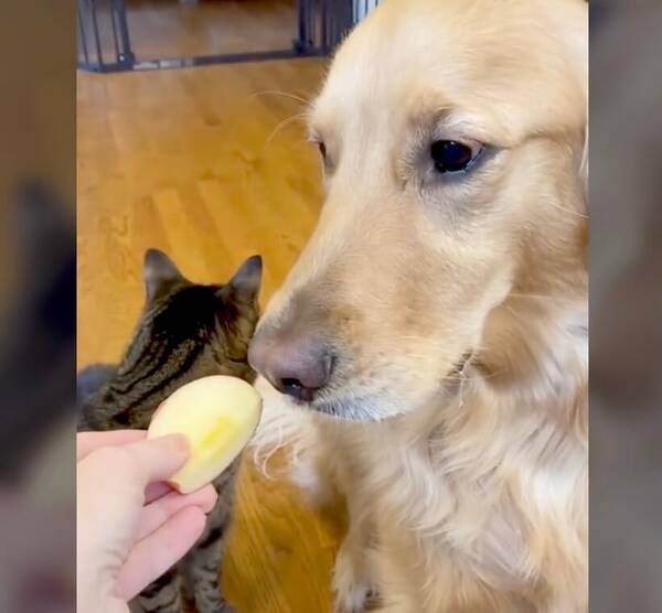 リンゴを食べるゴールデンの滝のヨダレに驚愕 ポタポタからずっと目が離せない猫さん 動画 22年5月28日 エキサイトニュース