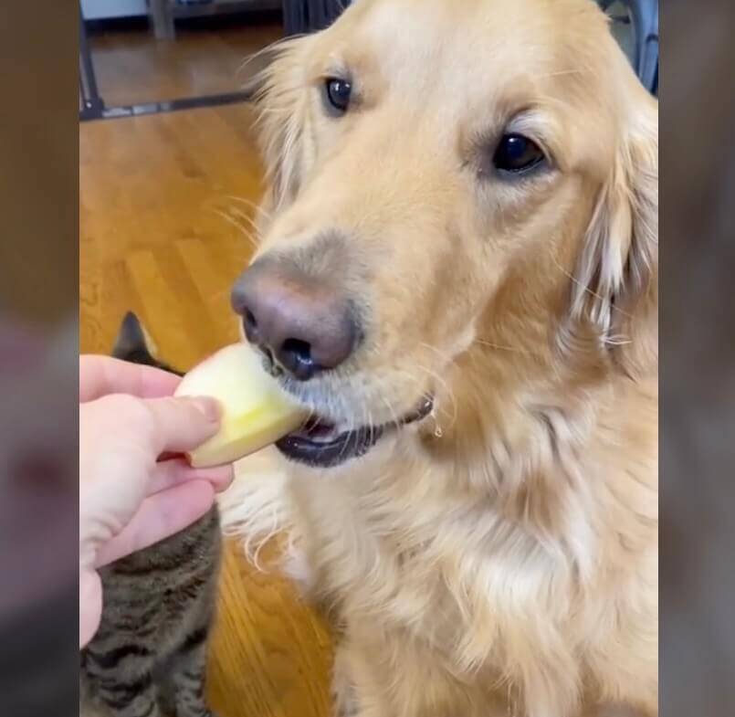 リンゴを食べるゴールデンの滝のヨダレに驚愕 ポタポタからずっと目が離せない猫さん 動画 22年5月28日 エキサイトニュース