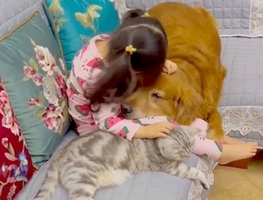 お家の女の子に無償の愛を注ぎ続けるゴールデンと猫。寄り添う心が愛おしくて泣ける…【動画】