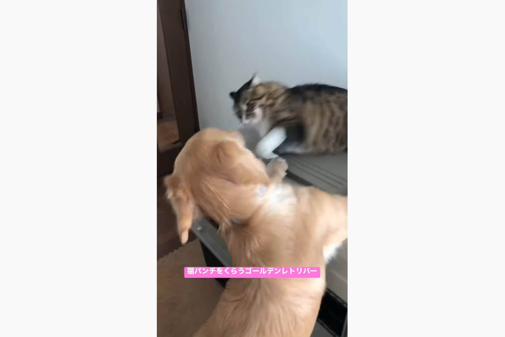 やめるニャ ゴールデンの猛烈アピにパンチで応戦する子猫 激しいバトルがまるで格闘技そのものだった 動画 22年1月15日 エキサイトニュース やめるニャ ゴールデンの猛烈アピにパンチで応戦する子猫 激しいバトルがまるで格闘技そのものだった 動画 22年1月15日 エキサイトニュース