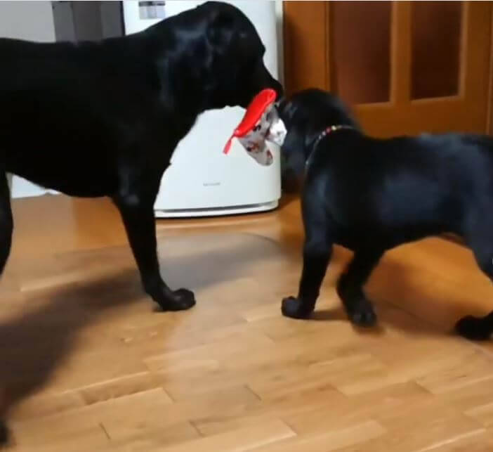 やめろし 僕のは僕の 心優しいラブラドールも 取り合いとなればガチのガチ 動画あり 19年12月4日 エキサイトニュース