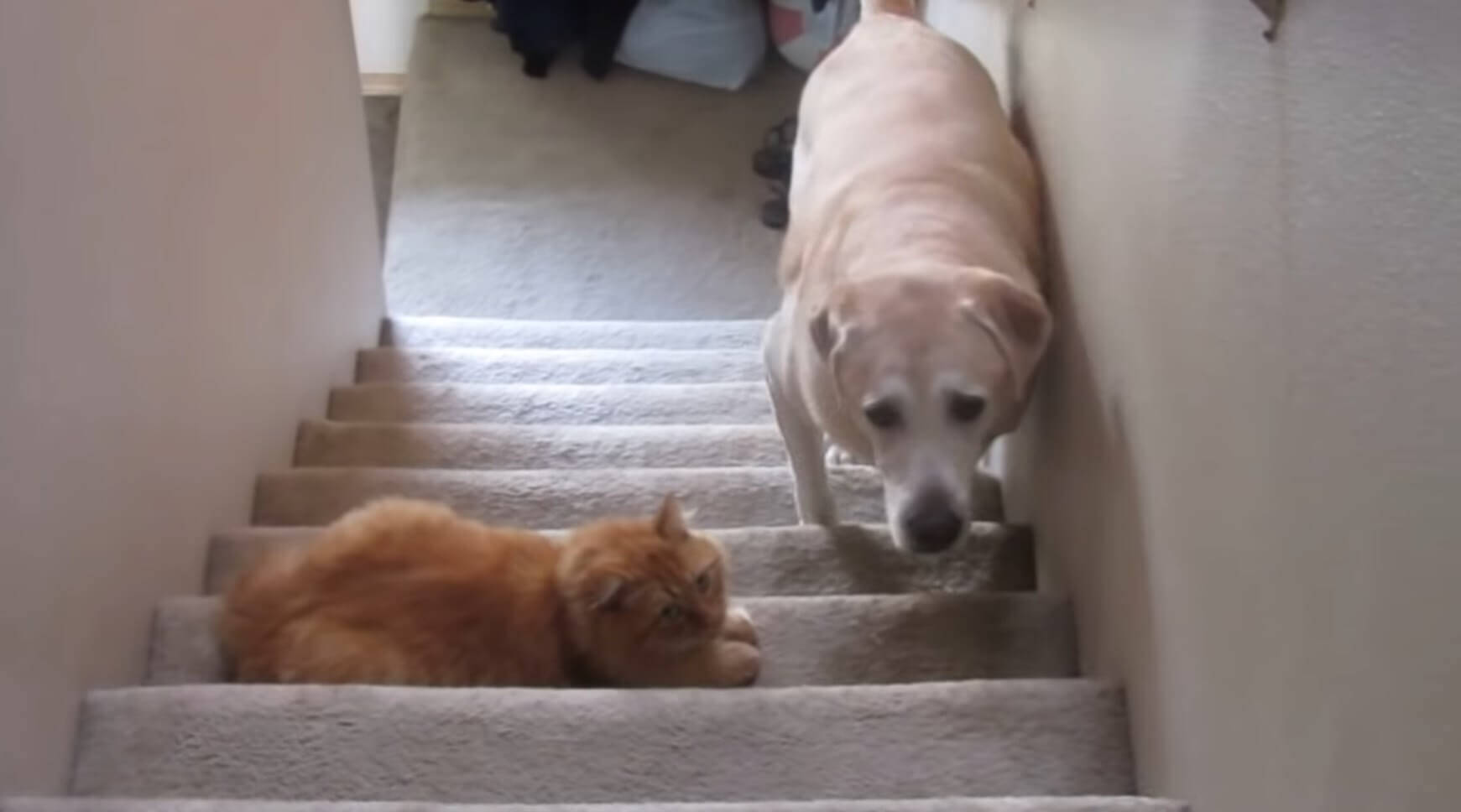 ﾁﾗｯ 階段に鎮座する 猫さん関所 が突破できないラブラドール 勇気を振り絞るも 結局猫パンチに処される 動画 19年12月8日 エキサイトニュース 2 2