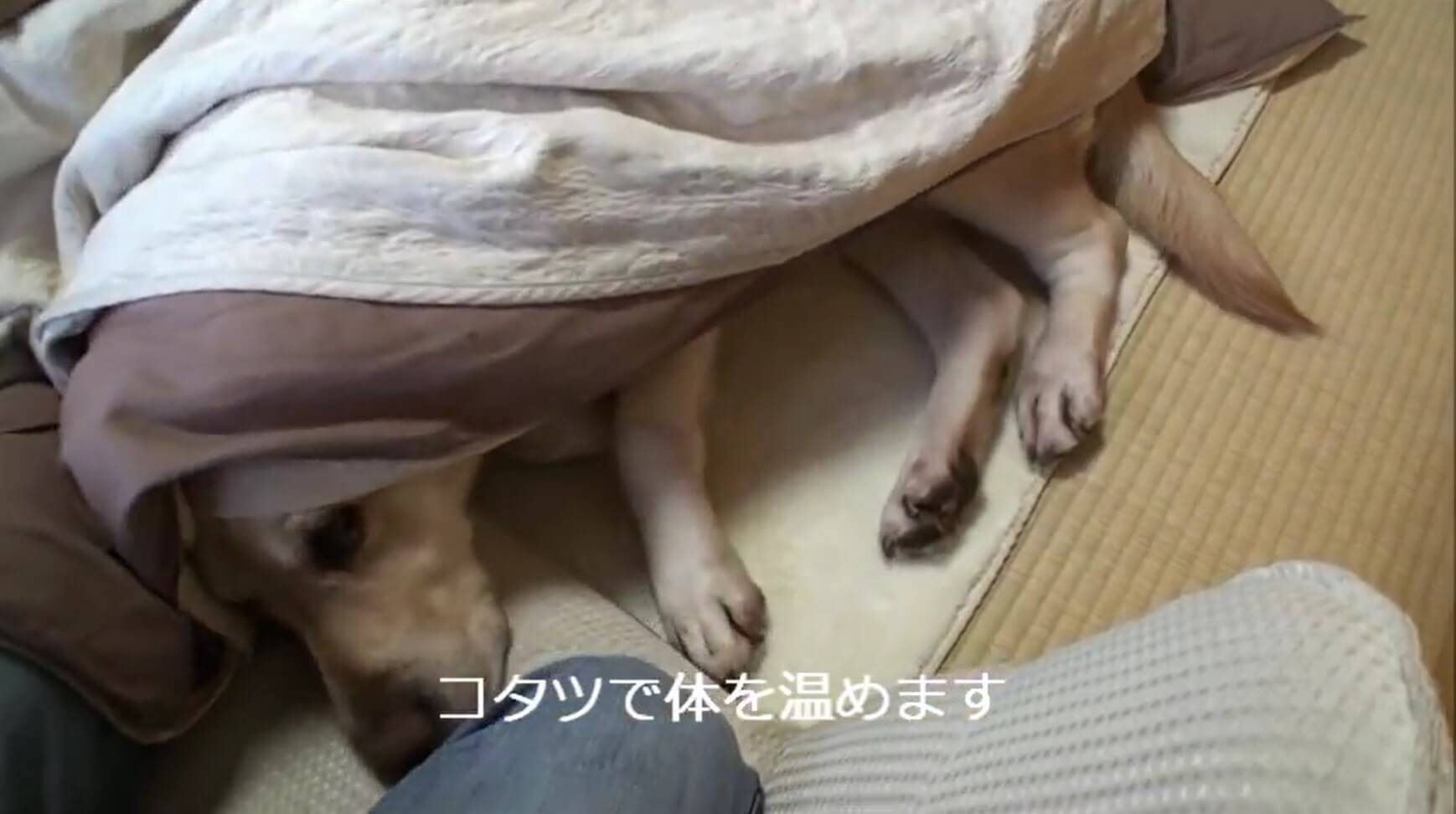 こたつでぬくぬくしながら飼い主に撫でられる 最上の至福 を堪能中のラブラドール とろける 動画 19年12月1日 エキサイトニュース