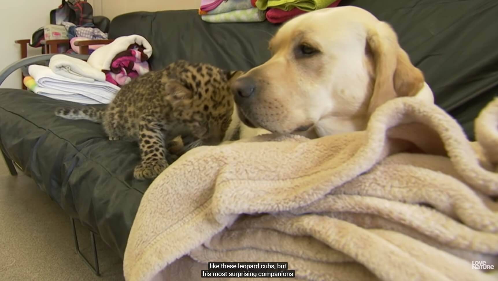 生き物の垣根を超えた チーターとラブラドール に芽生えた友情 相手を思いやる姿にホロリとくる 動画 19年12月9日 エキサイトニュース