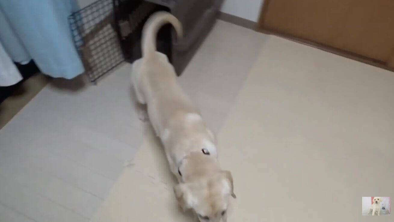 パパきたー ラブラドール子犬のお出迎えが熱烈すぎてたまらんから すっ飛んで帰りたくなる 動画 19年12月10日 エキサイトニュース