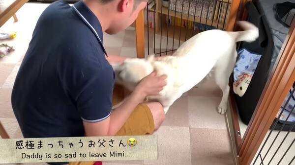 パパが数日留守にしていて 超拗ねているラブラドール この曇り顔が一転 再会の笑顔にコッチが泣きそう 動画 19年12月9日 エキサイトニュース