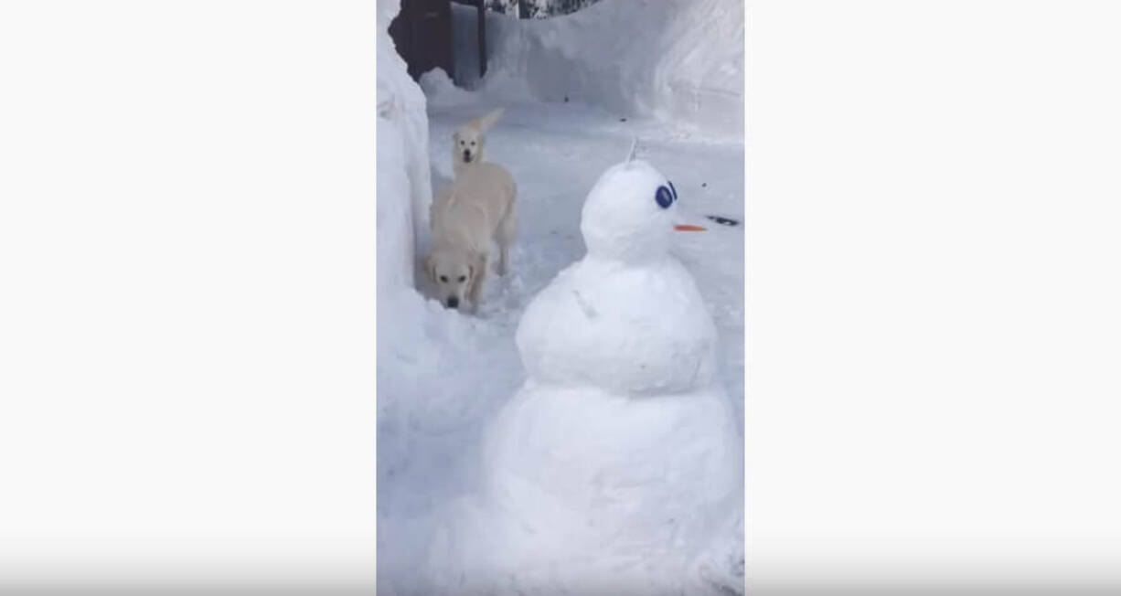 雪だるまの鼻がニンジンだと気ついた瞬間 迷わず引っこ抜いてお腹へ収納しちゃったゴールデン 動画 19年12月22日 エキサイトニュース