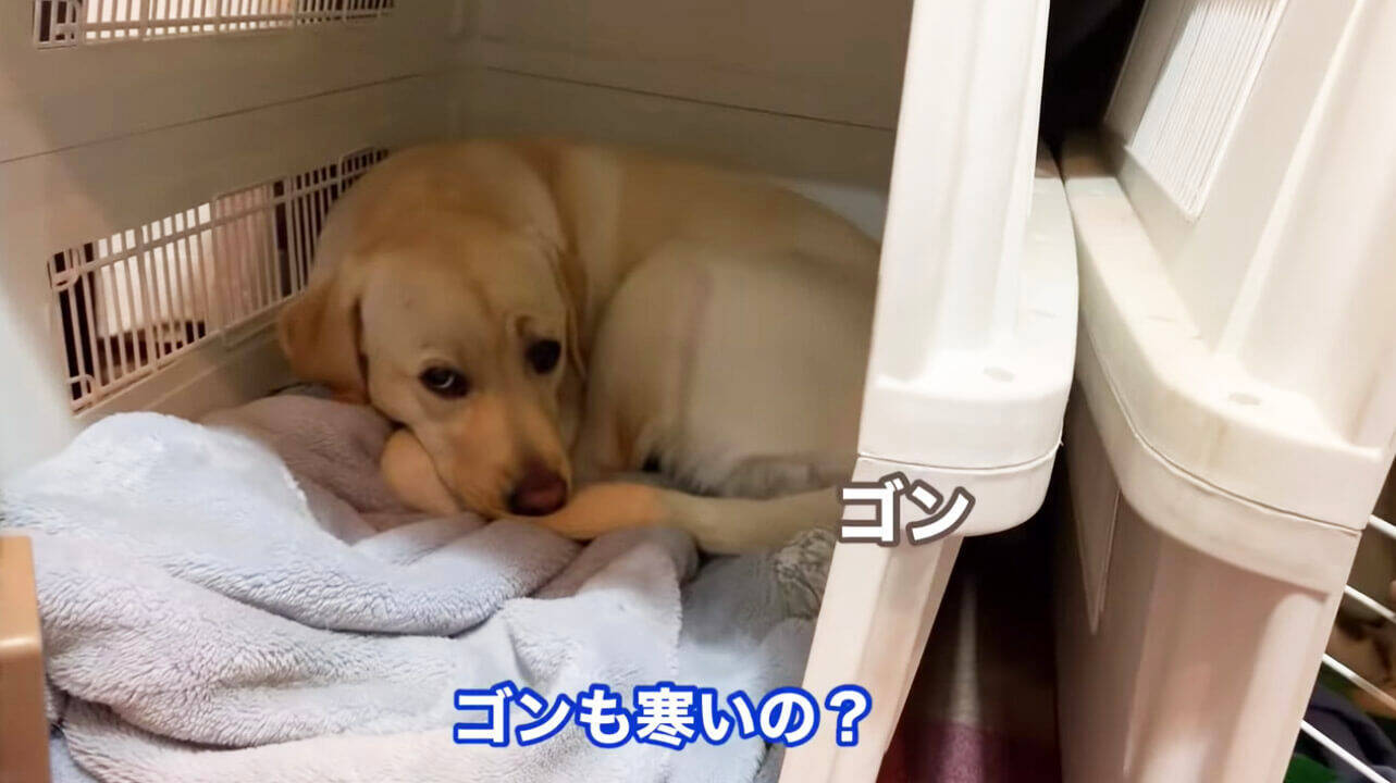 さむいの ストーブが故障し おててを丸めて寒さをしのぐラブラドールの可愛さに 辛抱たまらん 動画 2019年12月20日 エキサイトニュース
