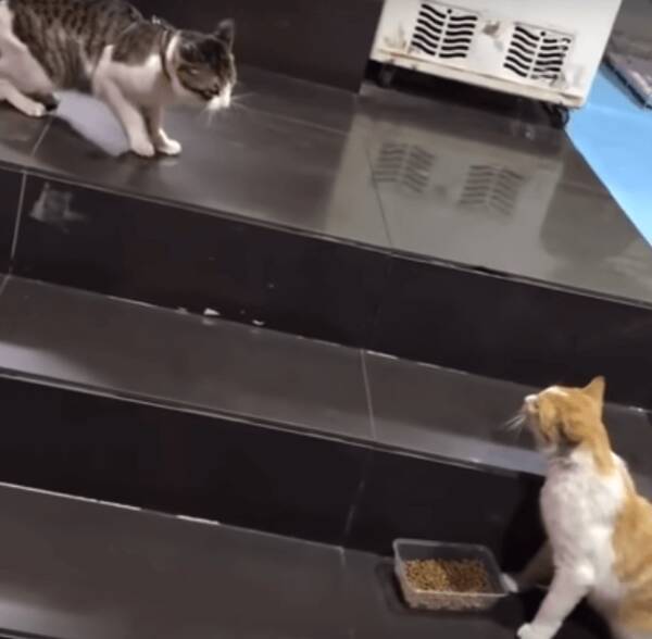 ケンカはダメ 猫同士の争いを見て のそのそ仲裁に向かった平和主義なゴールデン やっぱり 優しすぎる 動画 年1月27日 エキサイトニュース