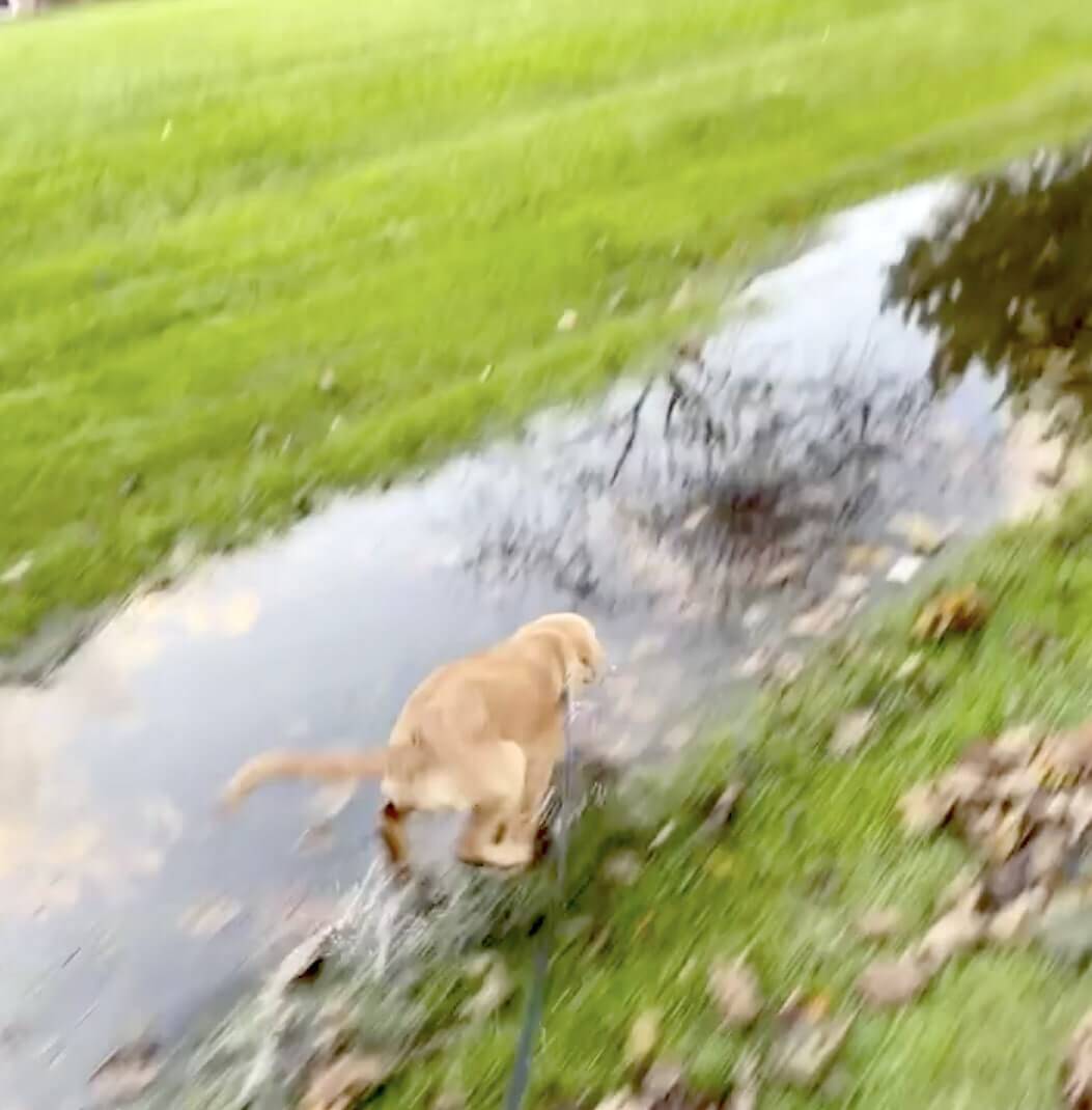 え 黒ラブじゃないの 躊躇なく全力で泥遊びをやり切った ゴールデン 大変美しく色々変身しちゃってた 動画 2020年9月21日 エキサイトニュース