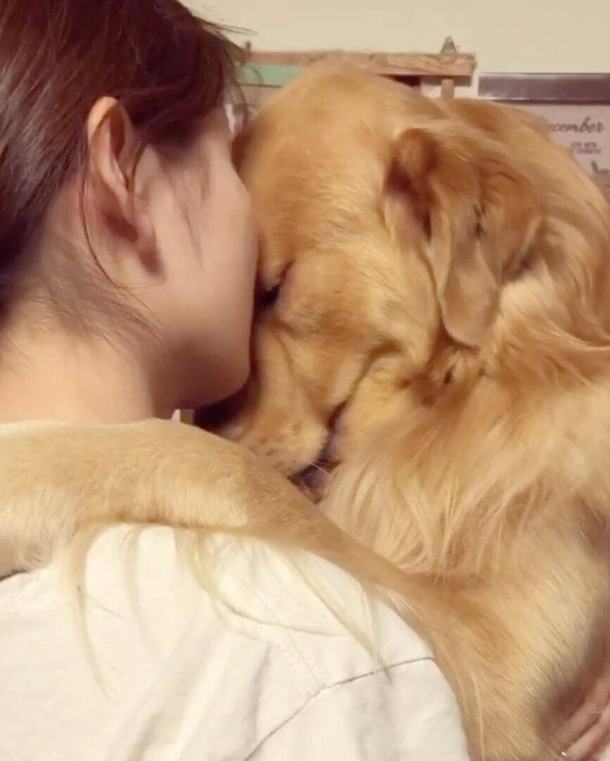 飼い主にしか見せない超甘えん坊な姿のゴールデン どうしたって母性が崩壊するし頬がゆるむ 最高だ 動画 年1月7日 エキサイトニュース