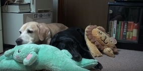 飼い主が布団を敷いてくれるのを待っていたら、我慢できず眠ってしまった愛すべきラブラドールきょうだい。【動画】