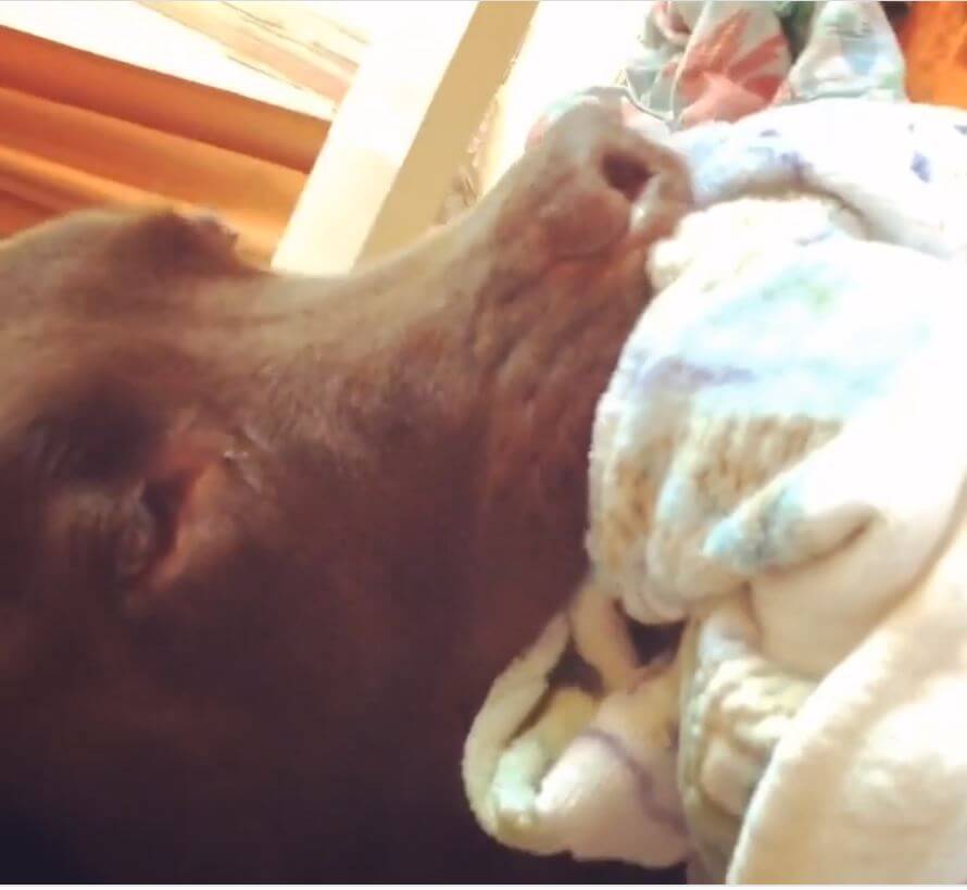 チュパチュパ 子犬の頃からの癖を引きずるラブラドールが 大きな赤ちゃんにしか見えなくて母性がやられる 動画 年1月16日 エキサイトニュース