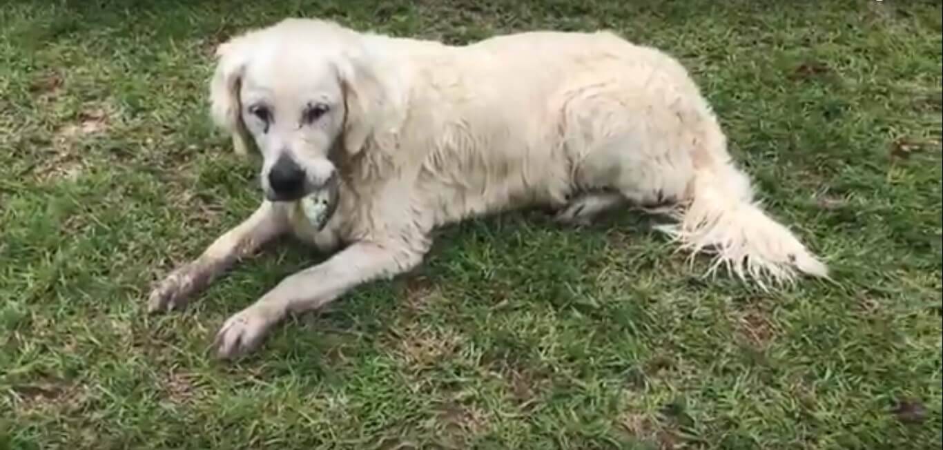 湖の中で魚を捕まえてきたものの、結局魚をリリースしに、再び湖の中へ戻っていったゴールデン。【動画】