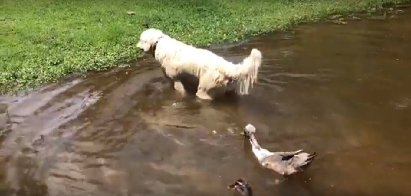 湖の中で魚を捕まえてきたものの、結局魚をリリースしに、再び湖の中へ戻っていったゴールデン。【動画】
