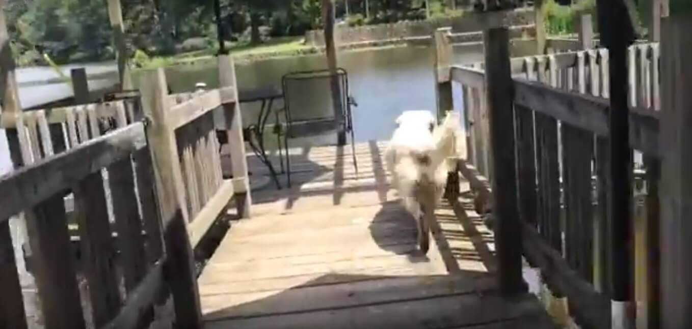 湖の中で魚を捕まえてきたものの、結局魚をリリースしに、再び湖の中へ戻っていったゴールデン。【動画】