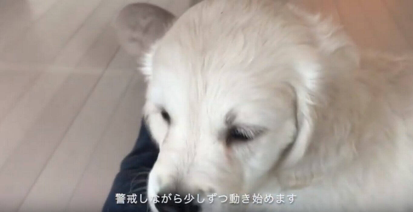 新たなお家 2日目 のゴールデンパピー 不安そう から徐々に慣れていく姿に 親心が沸騰 動画 年1月30日 エキサイトニュース