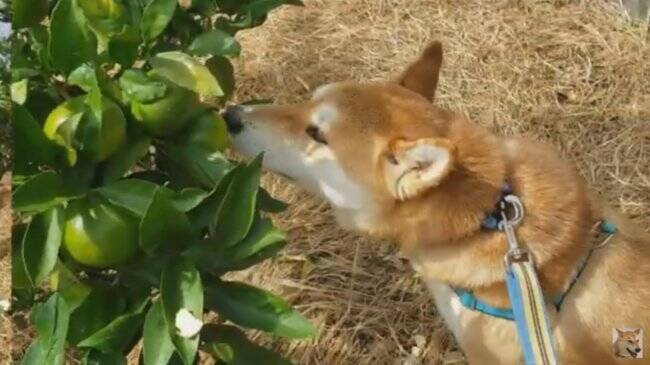 みかん狩りに行ったラブラドールが なんだか癖のある食べ方を披露 気になって見過ごせないんだが 動画 年2月12日 エキサイトニュース