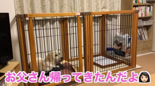 嬉しくないの 大好きなパパが帰宅するも 曇り顔で塩対応なラブラドール しかしその理由が可愛かった 動画 2020年2月13日 エキサイトニュース