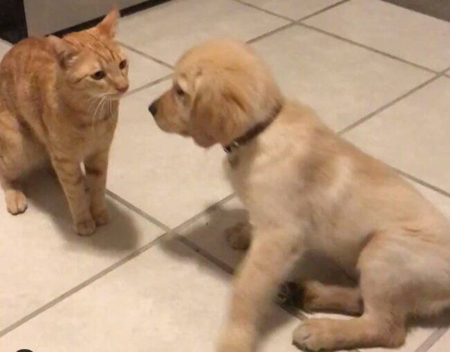 何この癒しの光景 マイペースな猫とじゃれ合うゴールデン いつだって彼らは 愛でたい 生き物なのです 動画 年3月18日 エキサイトニュース