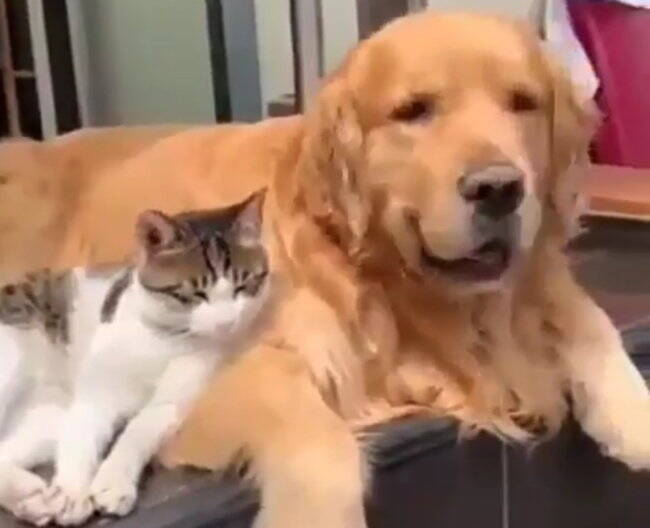 何この癒しの光景 マイペースな猫とじゃれ合うゴールデン いつだって彼らは 愛でたい 生き物なのです 動画 年3月18日 エキサイトニュース