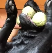 お風呂好きな犬 お湯を張っていたらちゃぷんと入り込んでいた 年2月21日 エキサイトニュース