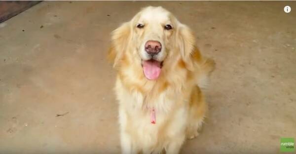 行くよ 飼い主に頼まれ小型犬のリードをひくゴールデン おつかい後の 褒めてアピール まで 可愛すぎ 動画 年2月24日 エキサイトニュース