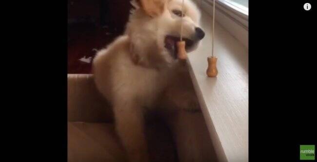 なんで どんなに追いかけても逃げる 自分の リード しょんぼりする姿が愛おしくて 大至急抱きしめたい 動画 年3月21日 エキサイトニュース