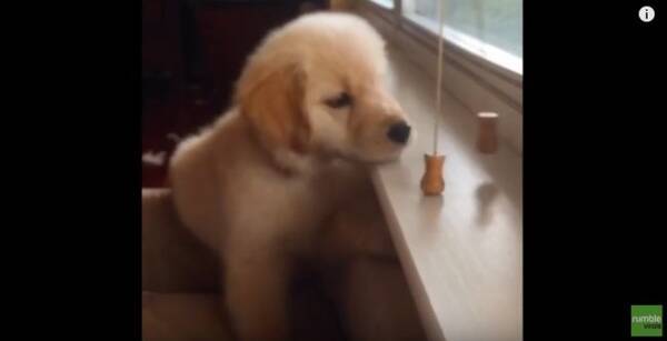 なんで どんなに追いかけても逃げる 自分の リード しょんぼりする姿が愛おしくて 大至急抱きしめたい 動画 年3月21日 エキサイトニュース