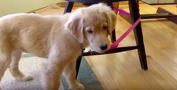 なんで どんなに追いかけても逃げる 自分の リード しょんぼりする姿が愛おしくて 大至急抱きしめたい 動画 年3月21日 エキサイトニュース