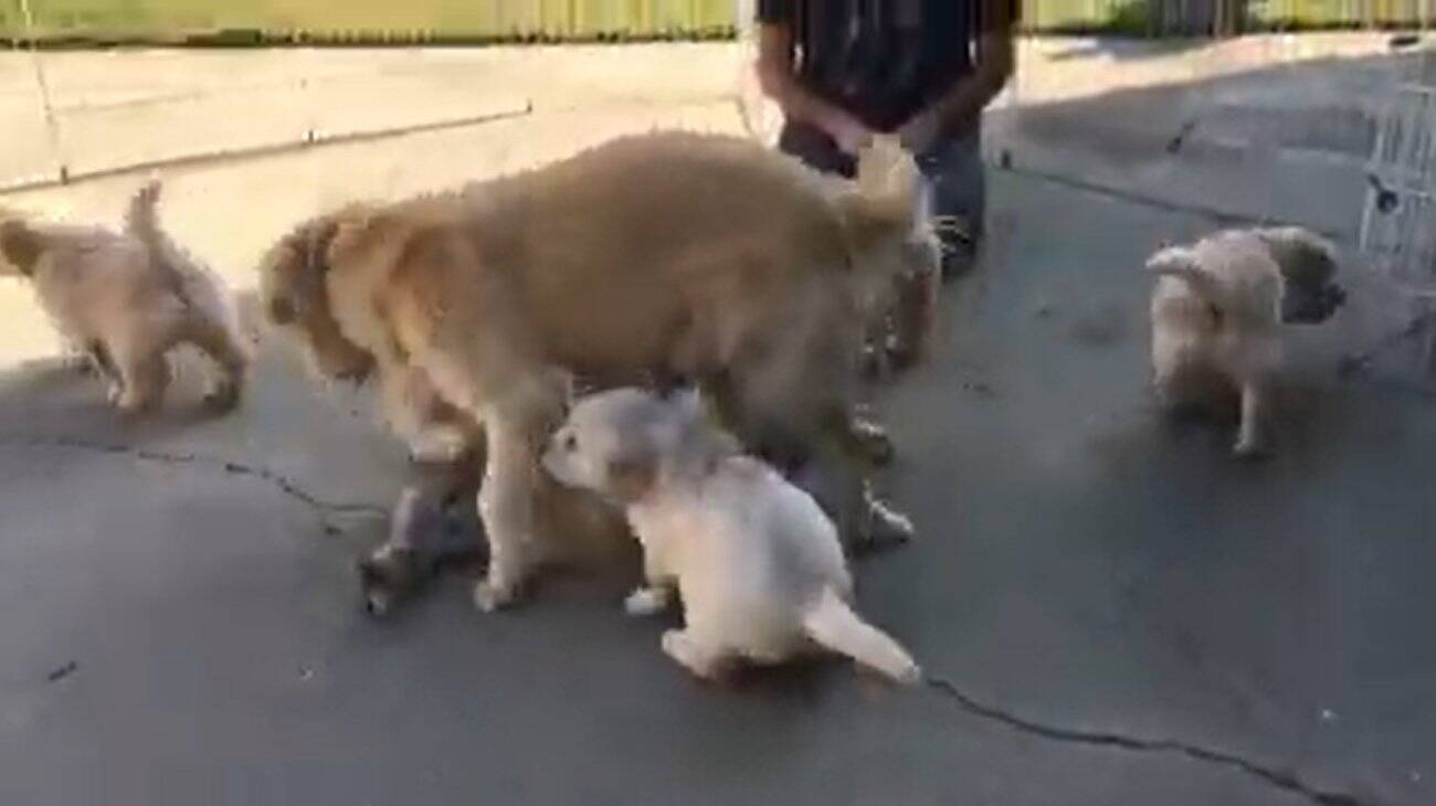 隙あらばママのミルクを飲みたがるゴールデンパピーズ ワサワサと付け回す姿がもう 丸ごと もふもふパニック 動画 年3月17日 エキサイトニュース 2 2