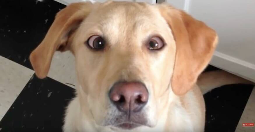寄り目 まで ラブラドールは何でもできる賢い犬 でも変顔までこなしてそれすら可愛いって ズルすぎる 動画 年3月26日 エキサイトニュース