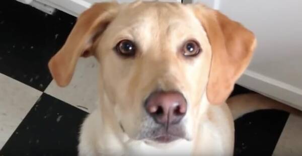 寄り目 まで ラブラドールは何でもできる賢い犬 でも変顔までこなしてそれすら可愛いって ズルすぎる 動画 年3月26日 エキサイトニュース