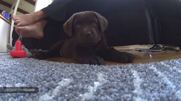 さつえい禁止でしゅ パパラッチカメラへのラブラドールパピーの反応が可愛くて 何度でも見たくなる件 動画 年4月1日 エキサイトニュース