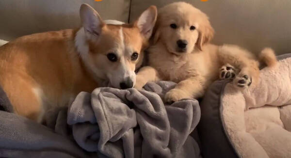 ゴールデンの子犬とコーギー 一緒に寝るほど仲良しなのに アレ が絡むと どちらも超遠慮しらずで最高可愛い 動画 年4月25日 エキサイトニュース