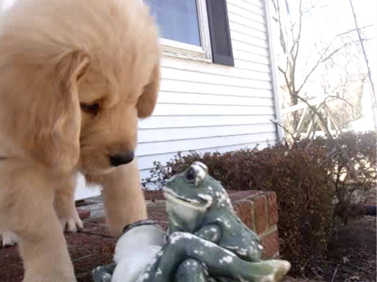 ｼﾞｯ 今まで平気だったのに 突然カエルの置物に威嚇スイッチが入ったゴールデンの子犬 どうした 動画 年5月15日 エキサイトニュース