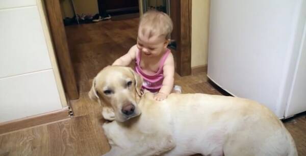 もう仏のお顔だ 赤ちゃんに好かれすぎたラブラドール 何をされても動じず 静かに受け止める 動画 年5月日 エキサイトニュース