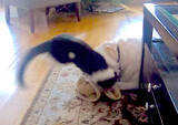 「（ｳｸﾞｸﾞ…）ひとりで遊んでいたいのに…猫にお楽しみタイムを妨害されたラブラドール。やめてが言えず耐え忍ぶ【動画】」の画像5