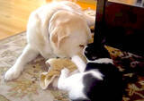 「（ｳｸﾞｸﾞ…）ひとりで遊んでいたいのに…猫にお楽しみタイムを妨害されたラブラドール。やめてが言えず耐え忍ぶ【動画】」の画像12