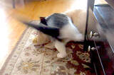 「（ｳｸﾞｸﾞ…）ひとりで遊んでいたいのに…猫にお楽しみタイムを妨害されたラブラドール。やめてが言えず耐え忍ぶ【動画】」の画像8
