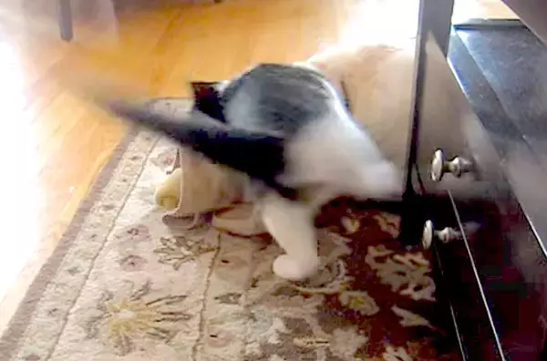 「（ｳｸﾞｸﾞ…）ひとりで遊んでいたいのに…猫にお楽しみタイムを妨害されたラブラドール。やめてが言えず耐え忍ぶ【動画】」の画像